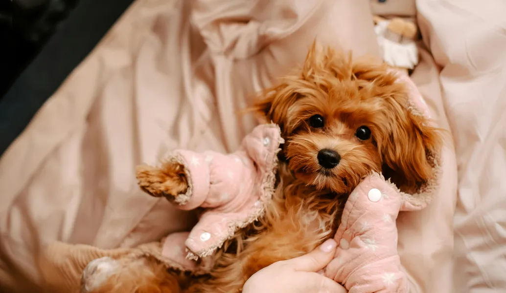 Cozy Pup in Pink — 500-piece jigsaw puzzle