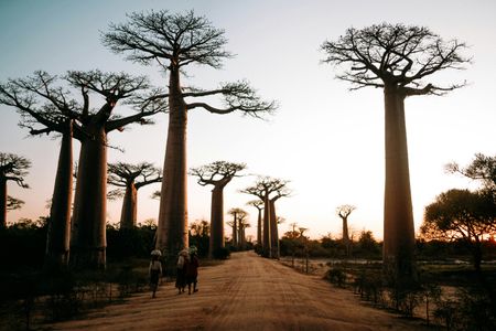 Baobab Avenue Sunset — 200-piece jigsaw puzzle
