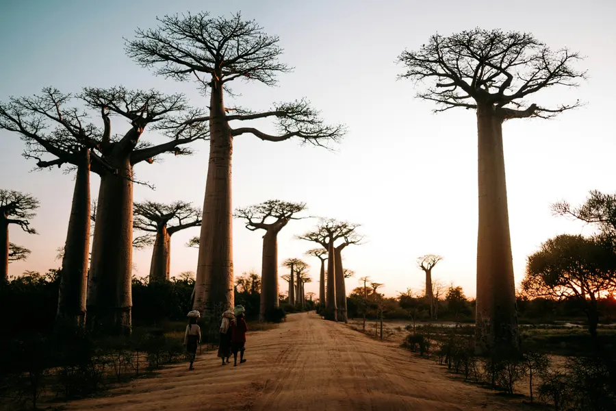 Baobab Avenue Sunset — 200-piece jigsaw puzzle