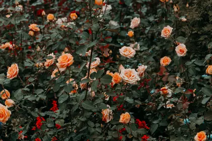 Blossoming Rose Garden — 500-piece jigsaw puzzle