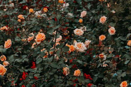 Blossoming Rose Garden — 500-piece jigsaw puzzle