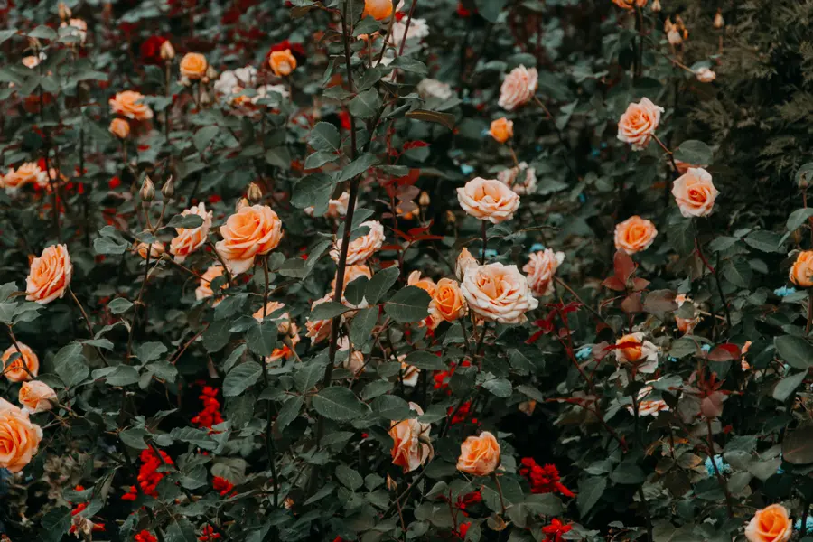 Blossoming Rose Garden — 500-piece jigsaw puzzle