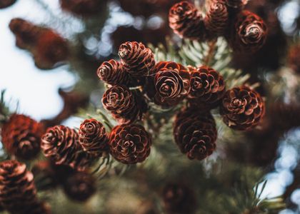 Cluster of Pine Cones — 400-piece jigsaw puzzle