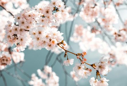Cherry Blossom Elegance — 200-piece jigsaw puzzle