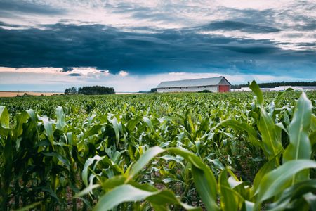 Cornfield Under Stormy Sky — 100-piece jigsaw puzzle