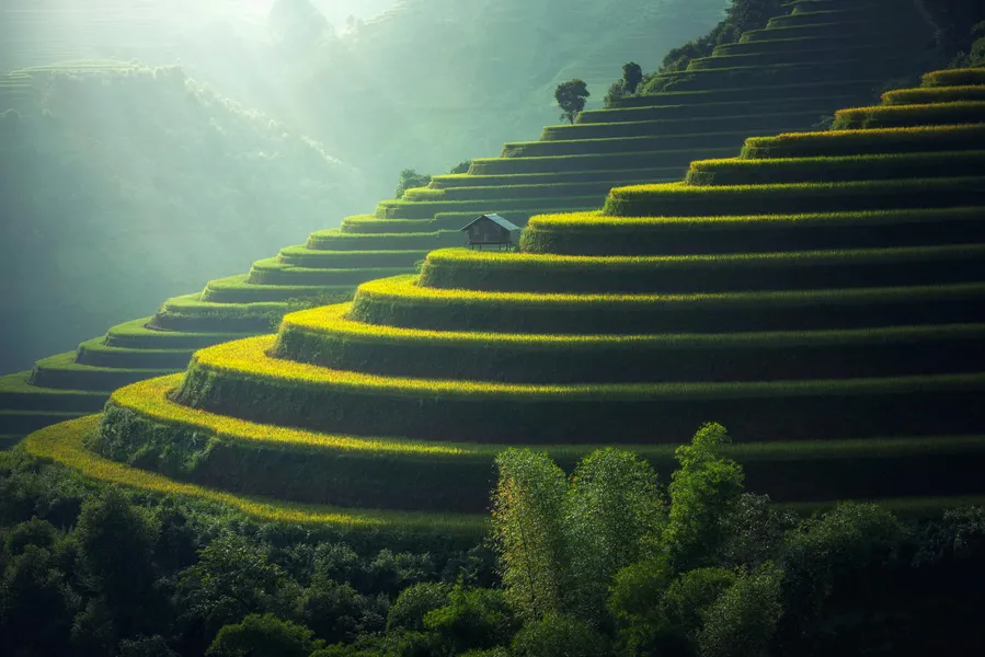 Campos em terraços ao amanhecer — quebra-cabeça de 200 peças