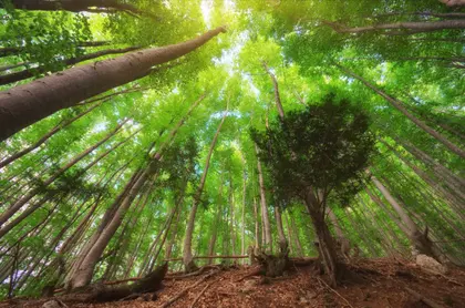 Enchanted Forest Canopy — 200-piece jigsaw puzzle
