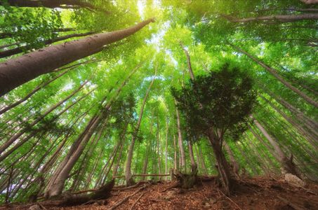 Enchanted Forest Canopy — 200-piece jigsaw puzzle