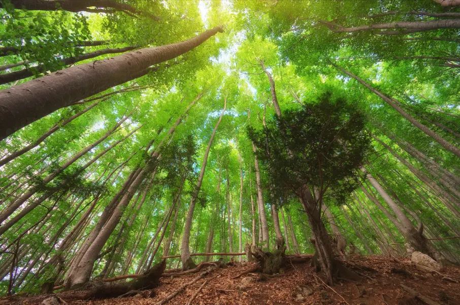 Enchanted Forest Canopy — 200-piece jigsaw puzzle