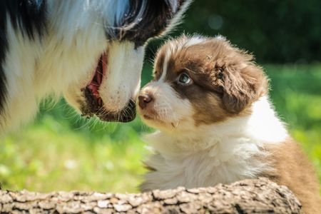 Tender Puppy Gaze — 150-piece jigsaw puzzle