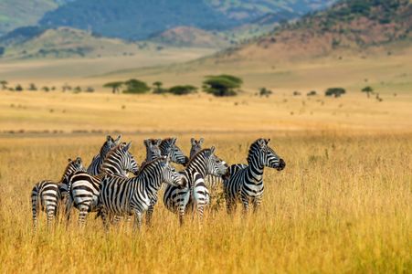 Zebras in the Savannah — 500-piece jigsaw puzzle