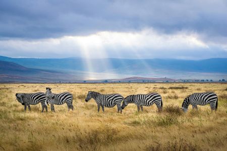 Zebras in Sunlit Savannah — 300-piece jigsaw puzzle