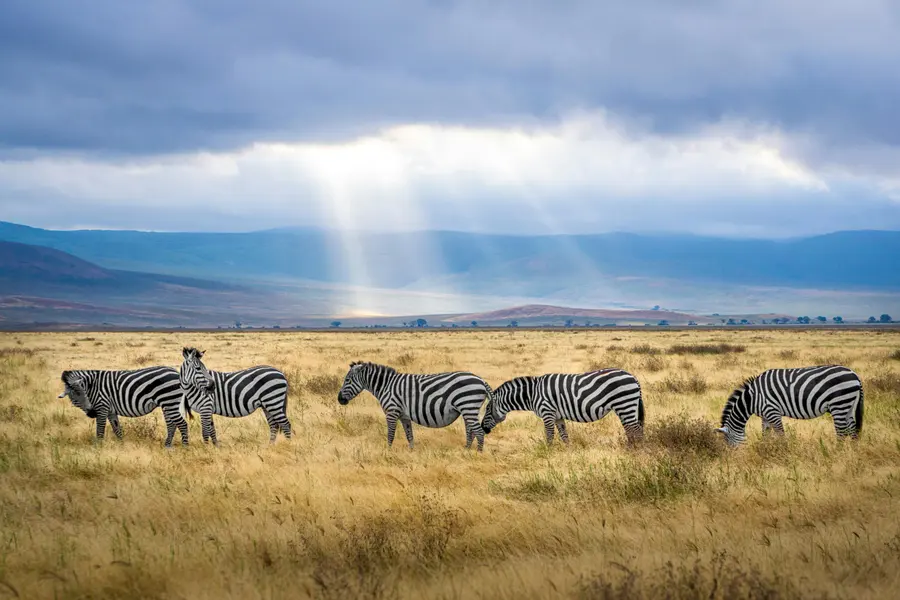 Zebras in Sunlit Savannah — 300-piece jigsaw puzzle