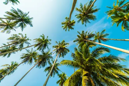 Towering Palm Vista — 64-piece jigsaw puzzle