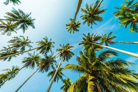 Towering Palm Vista — 64-piece jigsaw puzzle