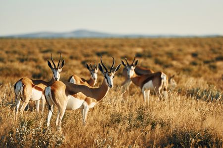 Graceful Gazelle Gathering — 400-piece jigsaw puzzle