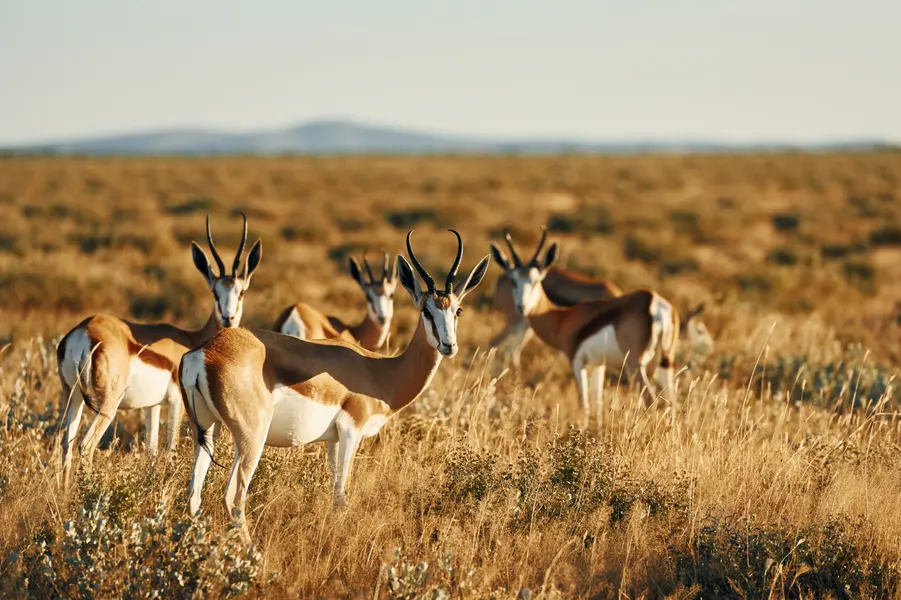 Graceful Gazelle Gathering — 400-piece jigsaw puzzle