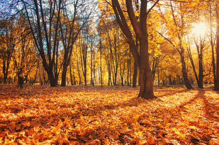 Golden Autumn Forest — 200-piece jigsaw puzzle