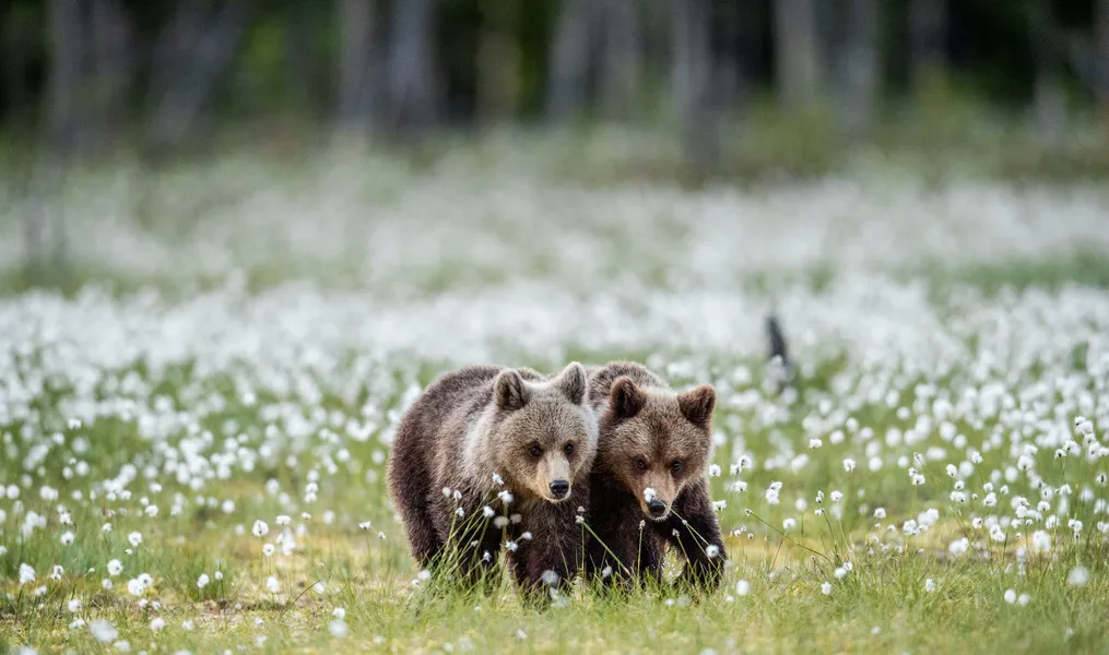 Bear Cubs in Meadow — 200-piece jigsaw puzzle
