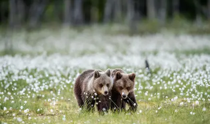 Bear Cubs in Meadow — 200-piece jigsaw puzzle