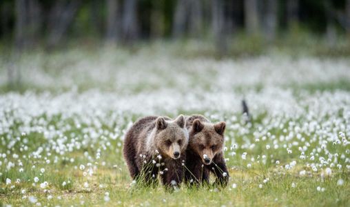Bear Cubs in Meadow — 200-piece jigsaw puzzle