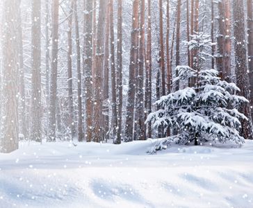 Tranquil Winter Woods — 300-piece jigsaw puzzle