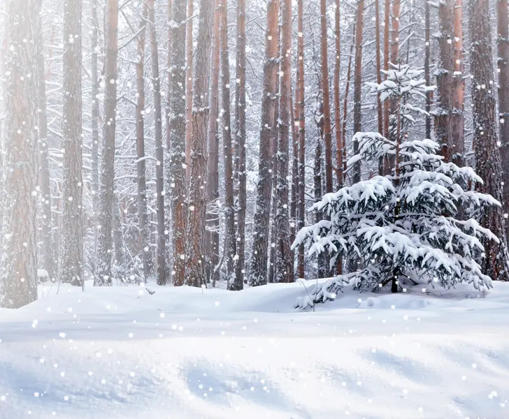 Tranquil Winter Woods — 300-piece jigsaw puzzle