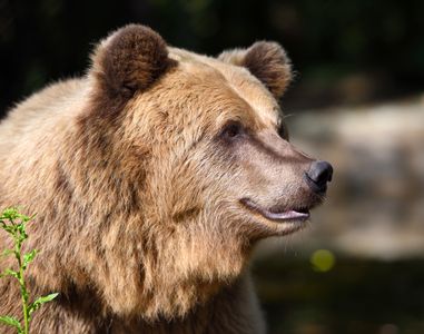 Majestic Brown Bear — 100-piece jigsaw puzzle