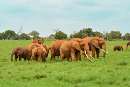Elephants in the Wild — 500-piece jigsaw puzzle