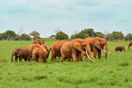 Elephants in the Wild — 500-piece jigsaw puzzle