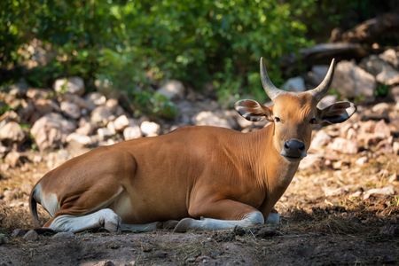 Resting Majestic Bull — 150-piece jigsaw puzzle