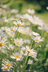 Daisies in Sunshine — 200-piece jigsaw puzzle