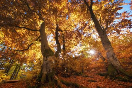 Golden Autumn Canopy — 300-piece jigsaw puzzle