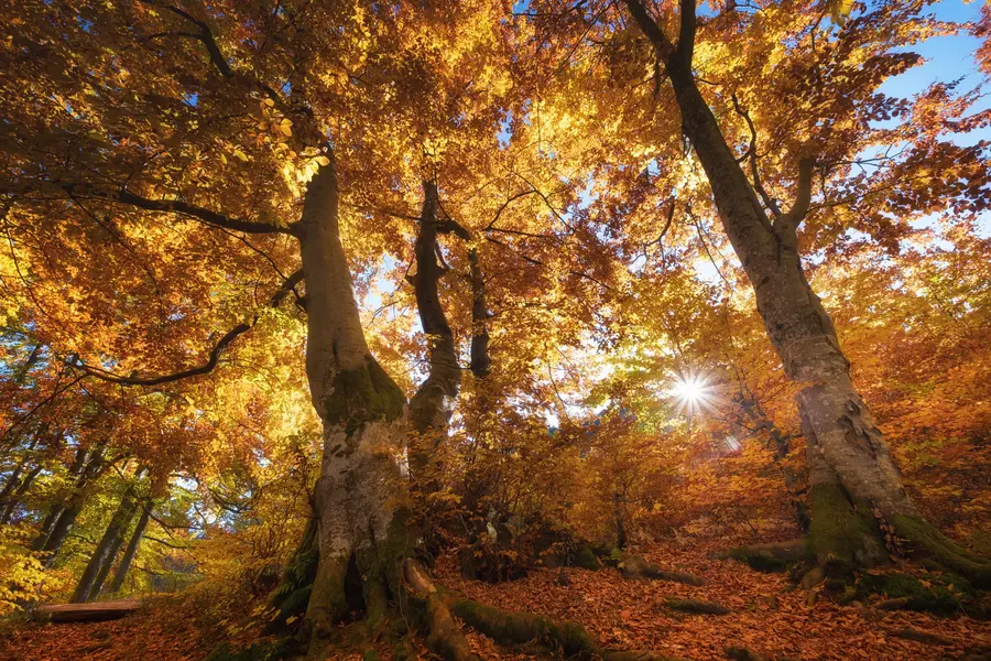 Golden Autumn Canopy — 300-piece jigsaw puzzle