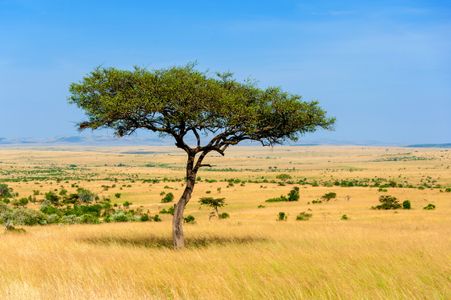 Serene Savanna Solitude — 300-piece jigsaw puzzle