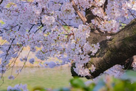 Cherry Blossom Serenity — 100-piece jigsaw puzzle