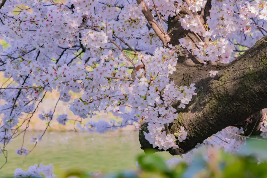 Cherry Blossom Serenity — 100-piece jigsaw puzzle
