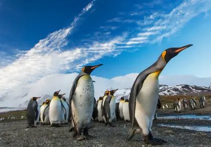 Majestic Penguin Parade — 300-piece jigsaw puzzle