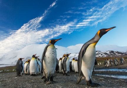 Majestic Penguin Parade — 300-piece jigsaw puzzle