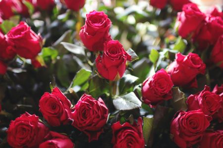 Rose rosse vibranti — puzzle da 300 pezzi