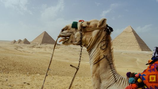 Camel by the Pyramids — 100-piece jigsaw puzzle