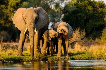 Elephant Family at Water — 500-piece jigsaw puzzle