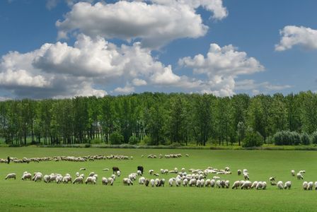 Pastoral Serenity — 300-piece jigsaw puzzle