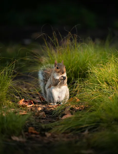 Squirrel Among Grass — 400-piece jigsaw puzzle