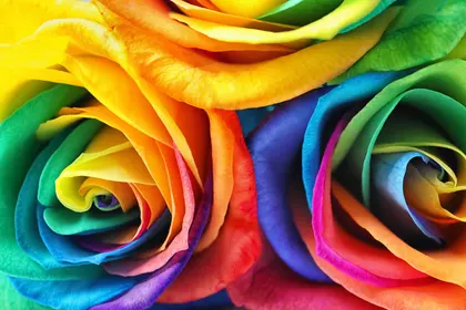 Vibrant Rainbow Roses — 100-piece jigsaw puzzle