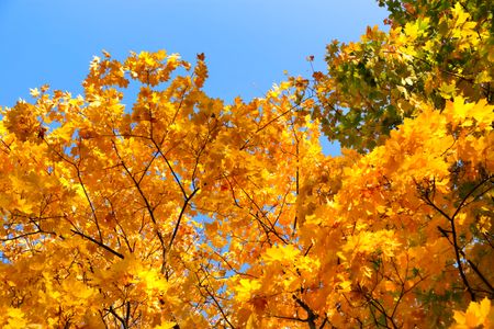Golden Autumn Canopy — 300-piece jigsaw puzzle