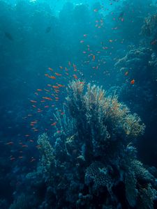 Coral Reef Symphony — 64-piece jigsaw puzzle