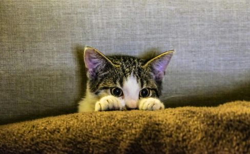 Playful Kitten Peek — 400-piece jigsaw puzzle