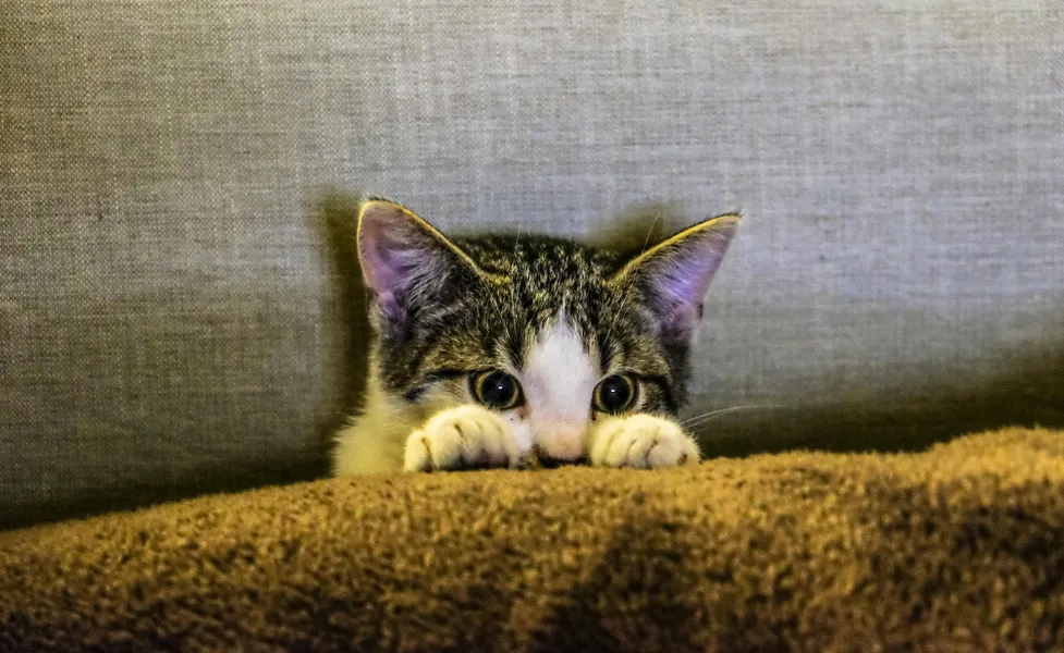 Speels kitten gluren — 400-stukjes legpuzzel