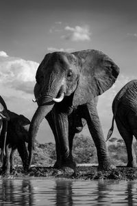 Majestic Elephant Gathering — 300-piece jigsaw puzzle